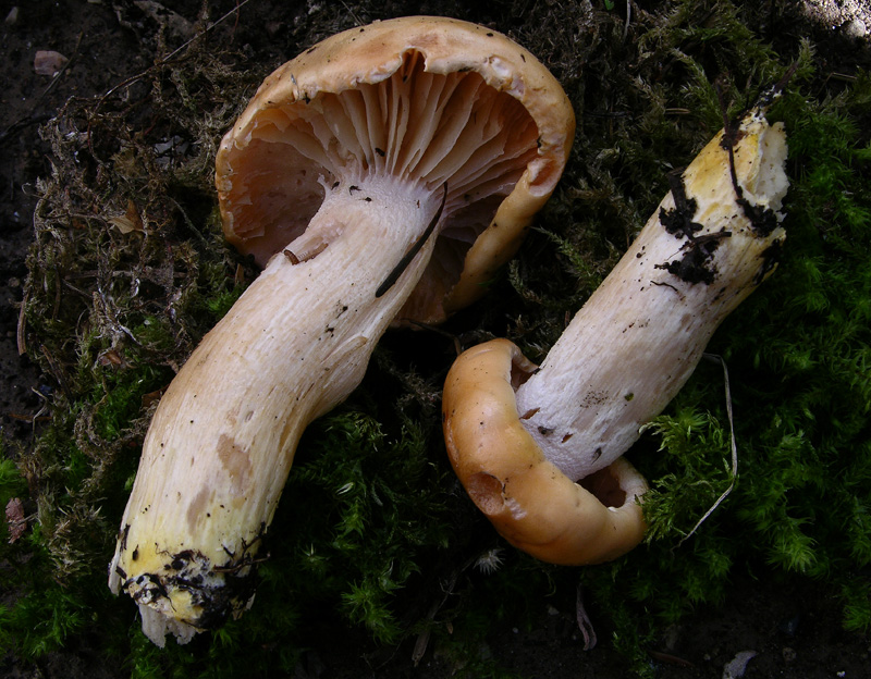 Hygrophorus pudorinus. Scheda fotografica